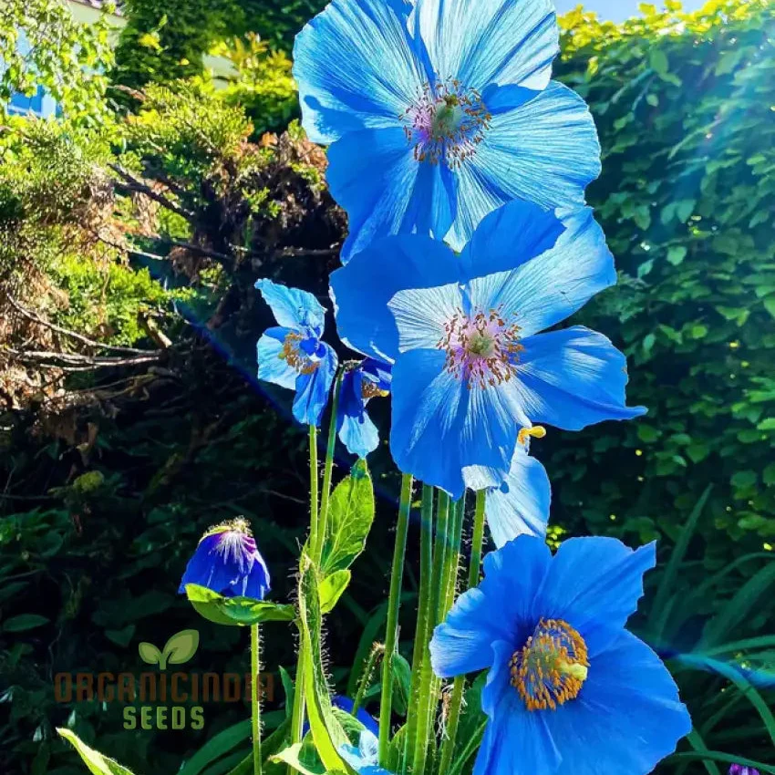 Meconopsis Grandis Flower Seeds, Stunning Blue Himalayan Poppy Seeds for Gardening, Perennial Blooms for Your Garden