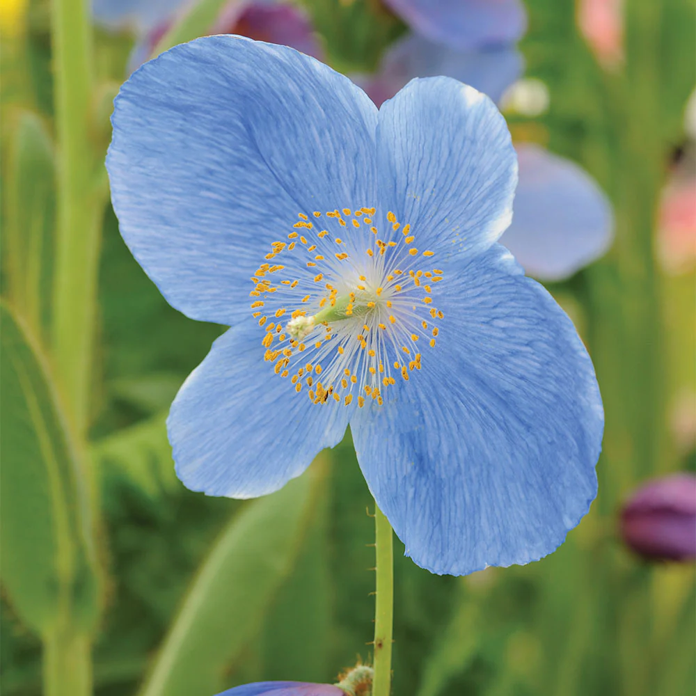 Meconopsis Grandis Flower Seeds, Stunning Blue Himalayan Poppy Seeds for Gardening, Perennial Blooms for Your Garden - Image 2