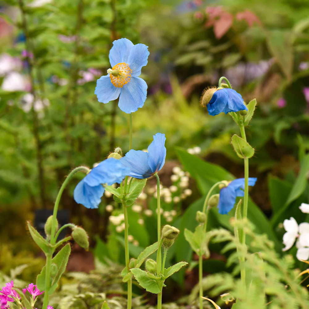 Meconopsis Grandis Flower Seeds, Stunning Blue Himalayan Poppy Seeds for Gardening, Perennial Blooms for Your Garden - Image 4