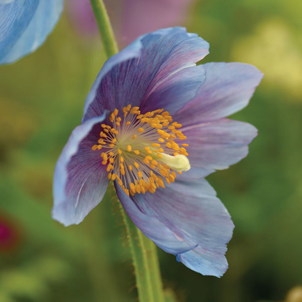 Meconopsis Grandis Flower Seeds, Stunning Blue Himalayan Poppy Seeds for Gardening, Perennial Blooms for Your Garden - Image 5