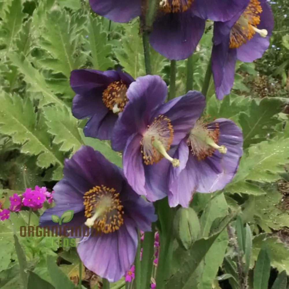 Meconopsis Himalayan Velvet (Lingholm - Ex Grandis) Flower Seeds for Planting, Rare & Beautiful Seeds for Gardening - Image 3
