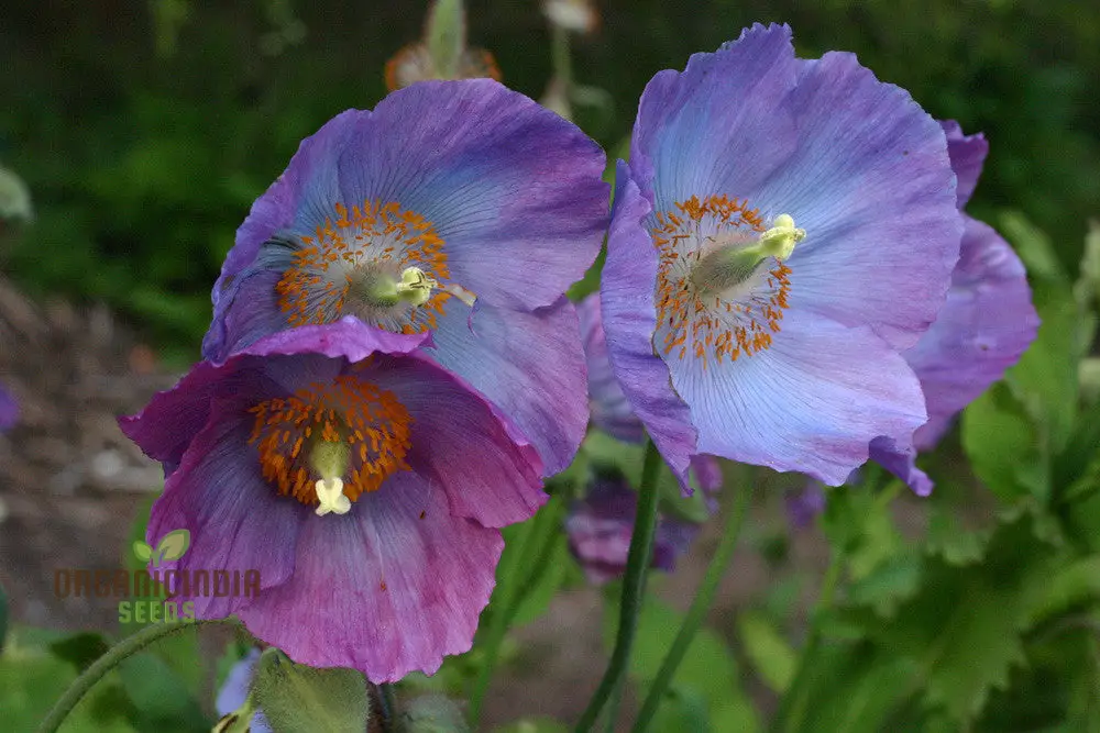 Meconopsis Himalayan Velvet (Lingholm - Ex Grandis) Flower Seeds for Planting, Rare & Beautiful Seeds for Gardening - Image 4