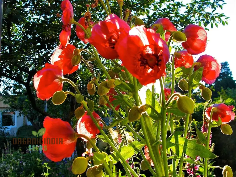 Meconopsis Napaulensis Flower Seeds for Planting, Rare and Beautiful Himalayan Blue Poppy Seeds for Gardening - Image 3
