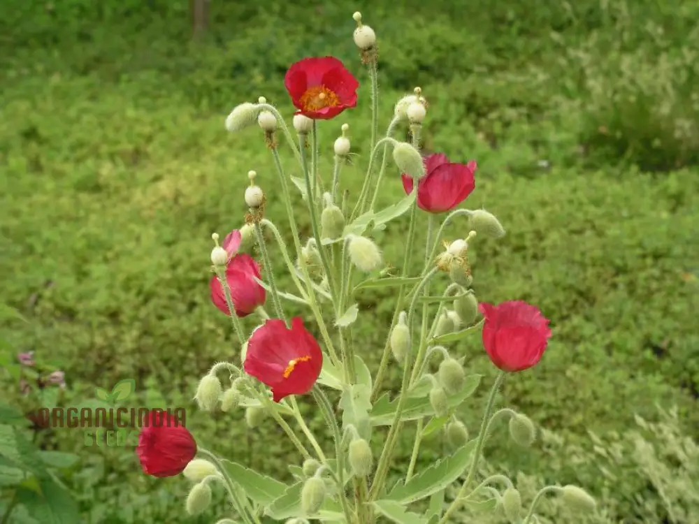 Meconopsis Napaulensis Flower Seeds for Planting, Rare and Beautiful Himalayan Blue Poppy Seeds for Gardening - Image 4