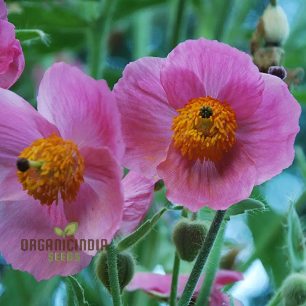 Meconopsis Napaulensis 'Pinky' Flower Seeds, Rare and Beautiful Perennial Seeds for Gardening, Stunning Pink Blooms for Your Garden