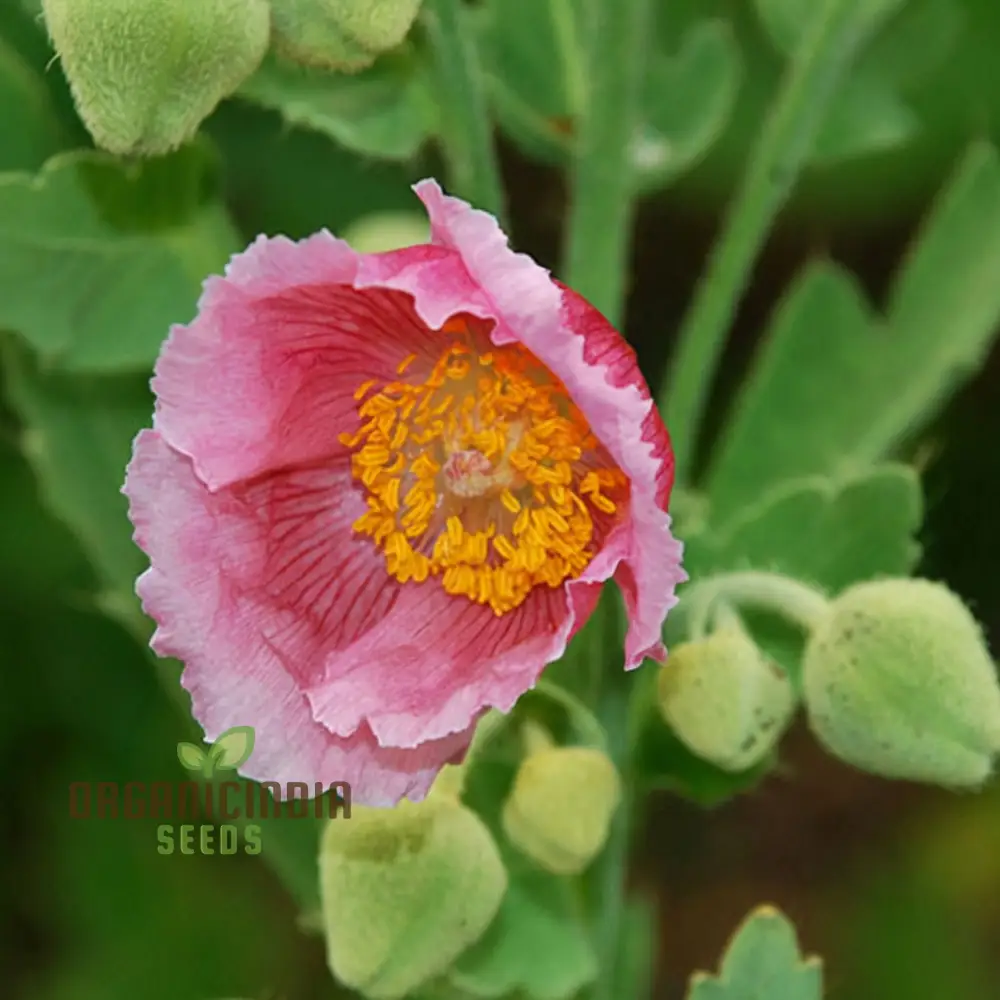 Meconopsis Napaulensis 'Pinky' Flower Seeds, Rare and Beautiful Perennial Seeds for Gardening, Stunning Pink Blooms for Your Garden - Image 3