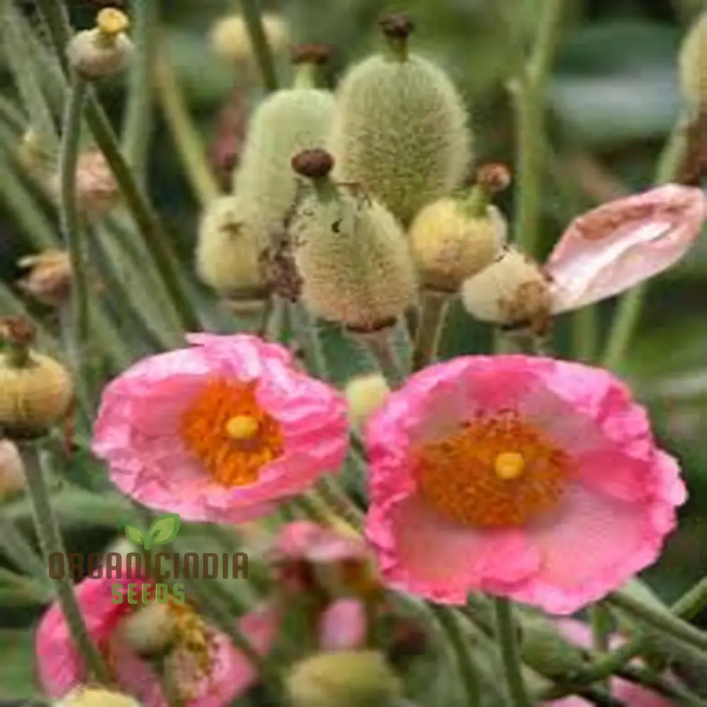 Meconopsis Napaulensis 'Pinky' Flower Seeds, Rare and Beautiful Perennial Seeds for Gardening, Stunning Pink Blooms for Your Garden - Image 4
