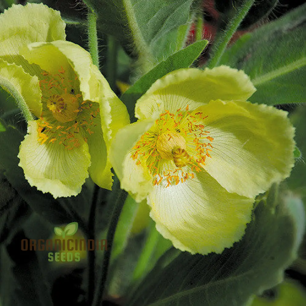 Meconopsis Paniculata Flower Seeds for Planting, Rare and Beautiful Himalayan Blue Poppy Seeds for Gardening - Image 3