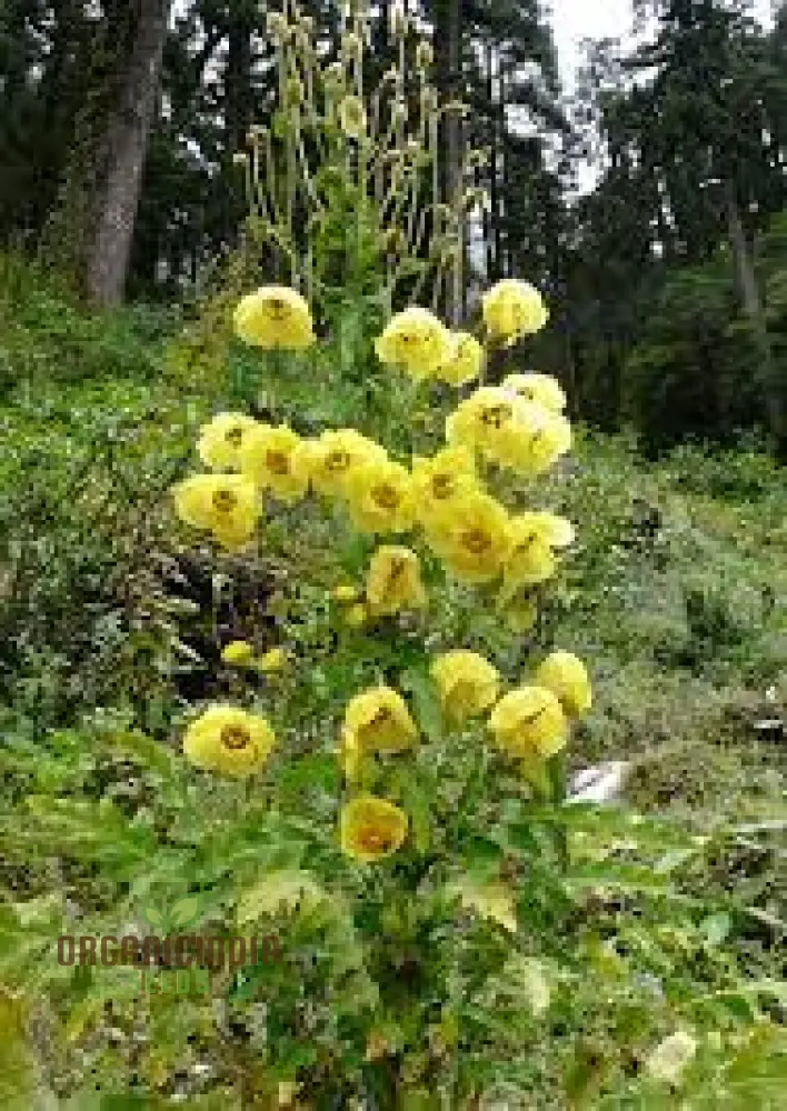 Meconopsis Paniculata Flower Seeds for Planting, Rare and Beautiful Himalayan Blue Poppy Seeds for Gardening - Image 4