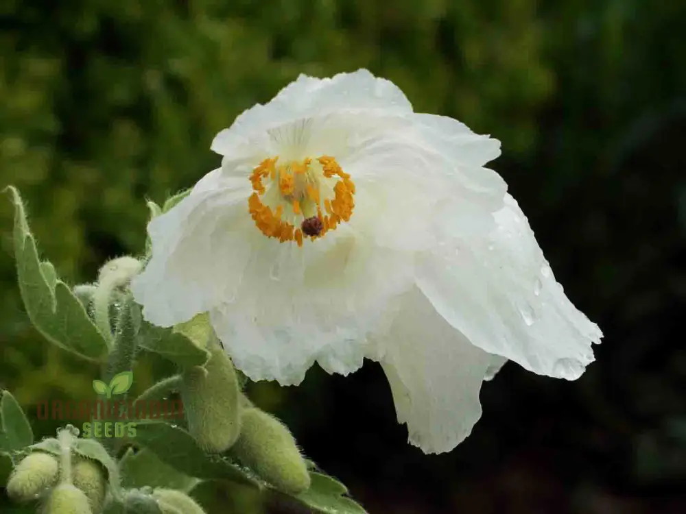 Meconopsis Superba Flower Seeds for Planting, Stunning Blue Himalayan Poppy Seeds for Gardening