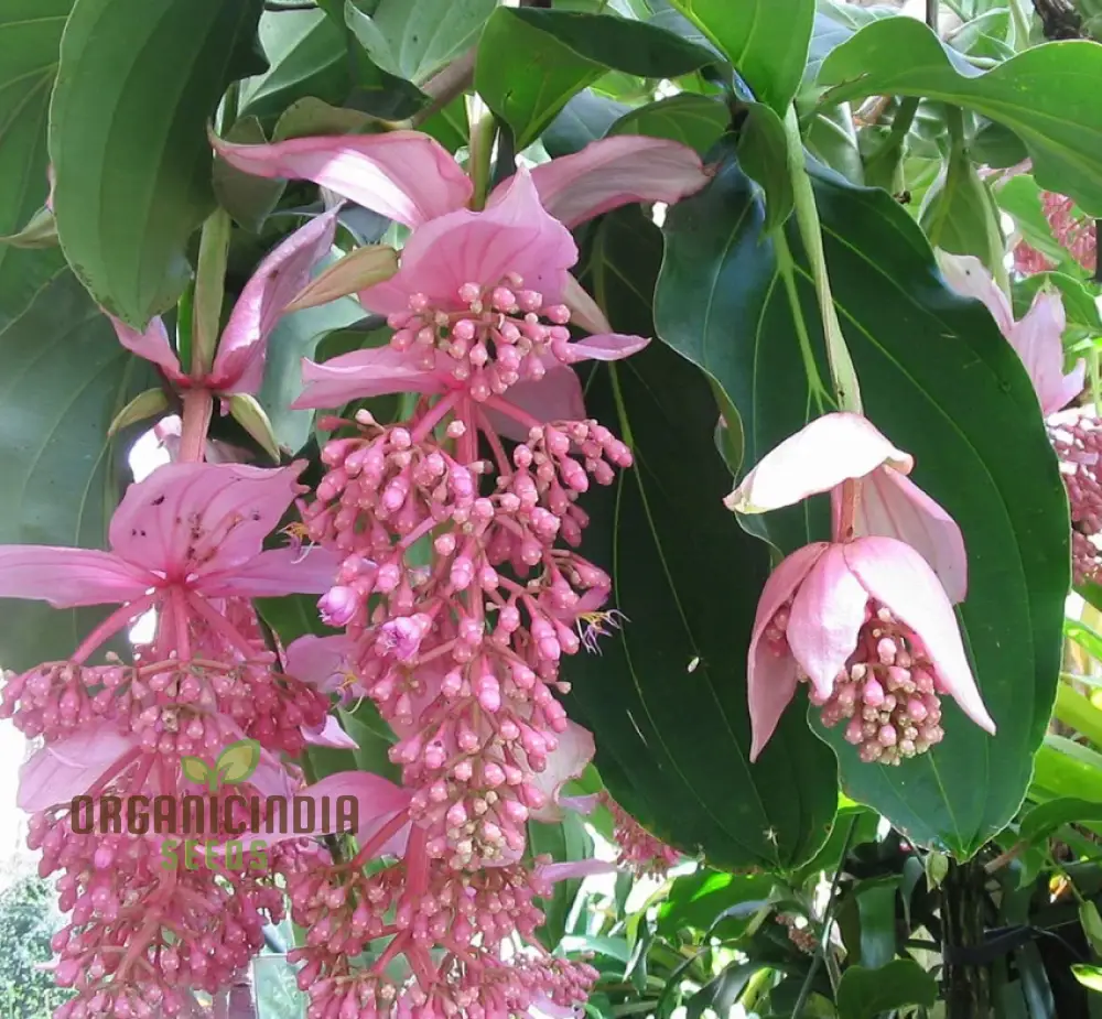 Medinilla Magnifica Pink Flower Seeds, Exotic Blooms in Your Garden, Grow Your Own Medinilla Seeds for Indoor and Outdoor Gardens