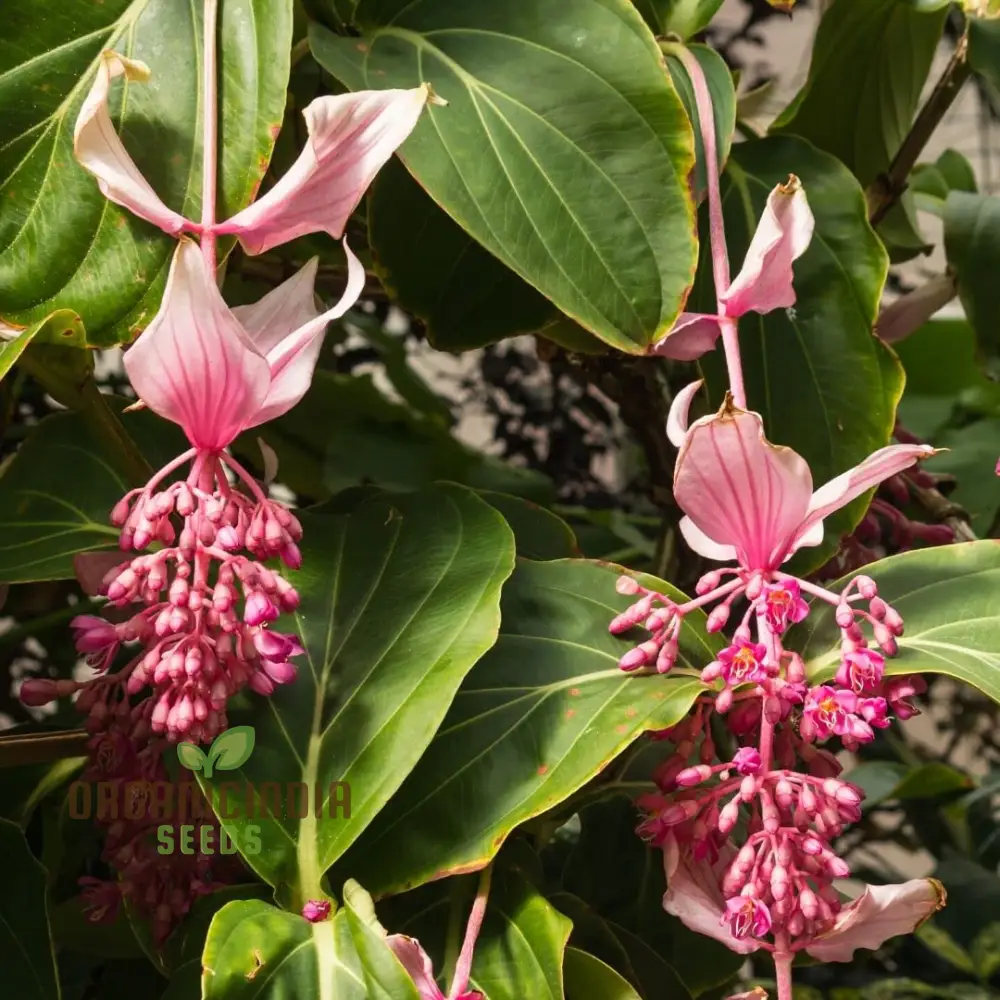 Medinilla Magnifica Pink Flower Seeds, Exotic Blooms in Your Garden, Grow Your Own Medinilla Seeds for Indoor and Outdoor Gardens - Image 3