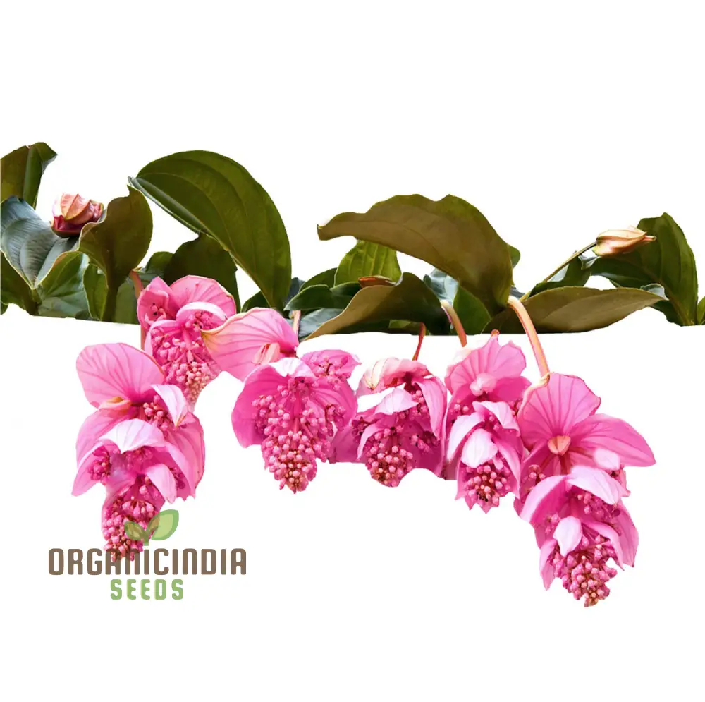Medinilla Magnifica Pink Flower Seeds, Exotic Blooms in Your Garden, Grow Your Own Medinilla Seeds for Indoor and Outdoor Gardens - Image 4