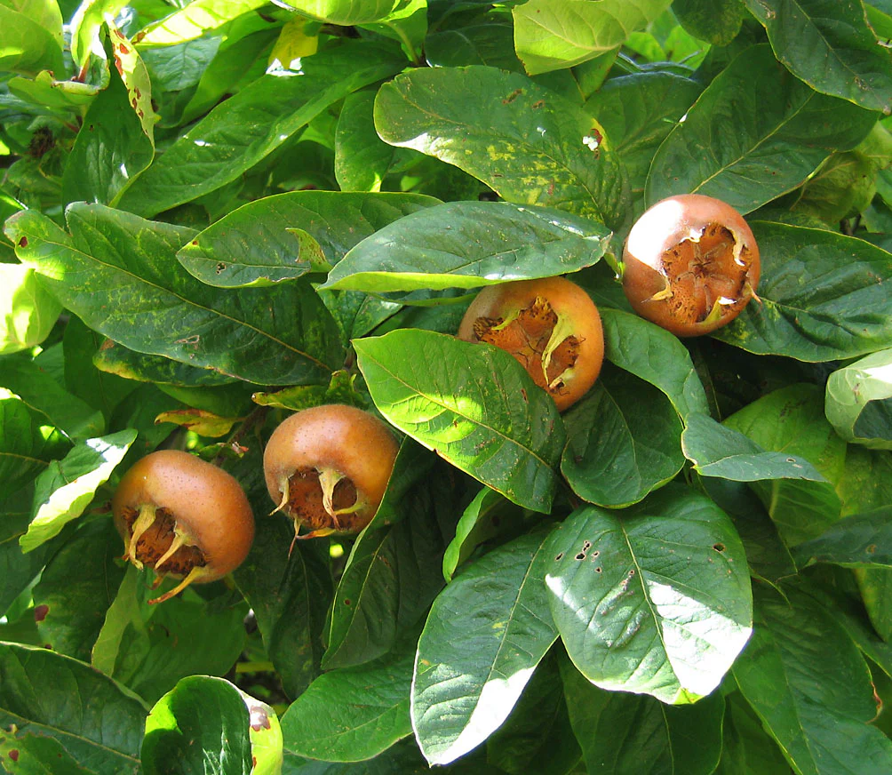 Medlar (Mespilus germanica) – Seeds