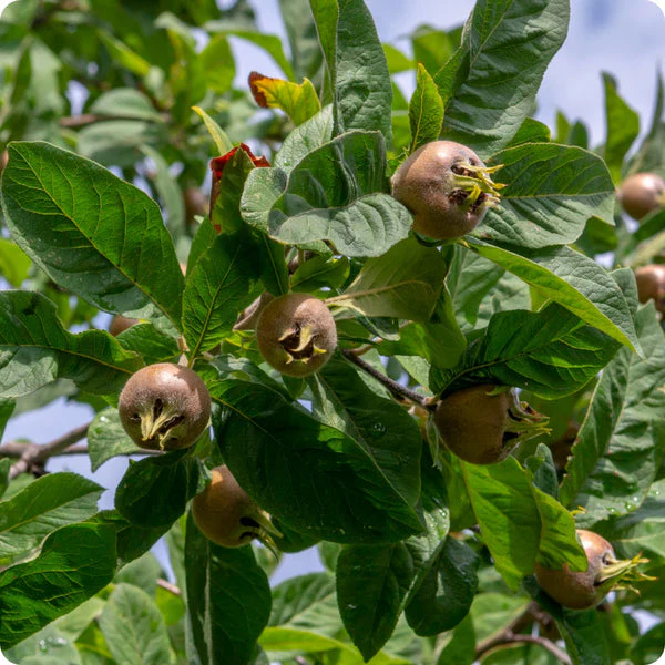 Medlar (Mespilus germanica) – Seeds - Image 2