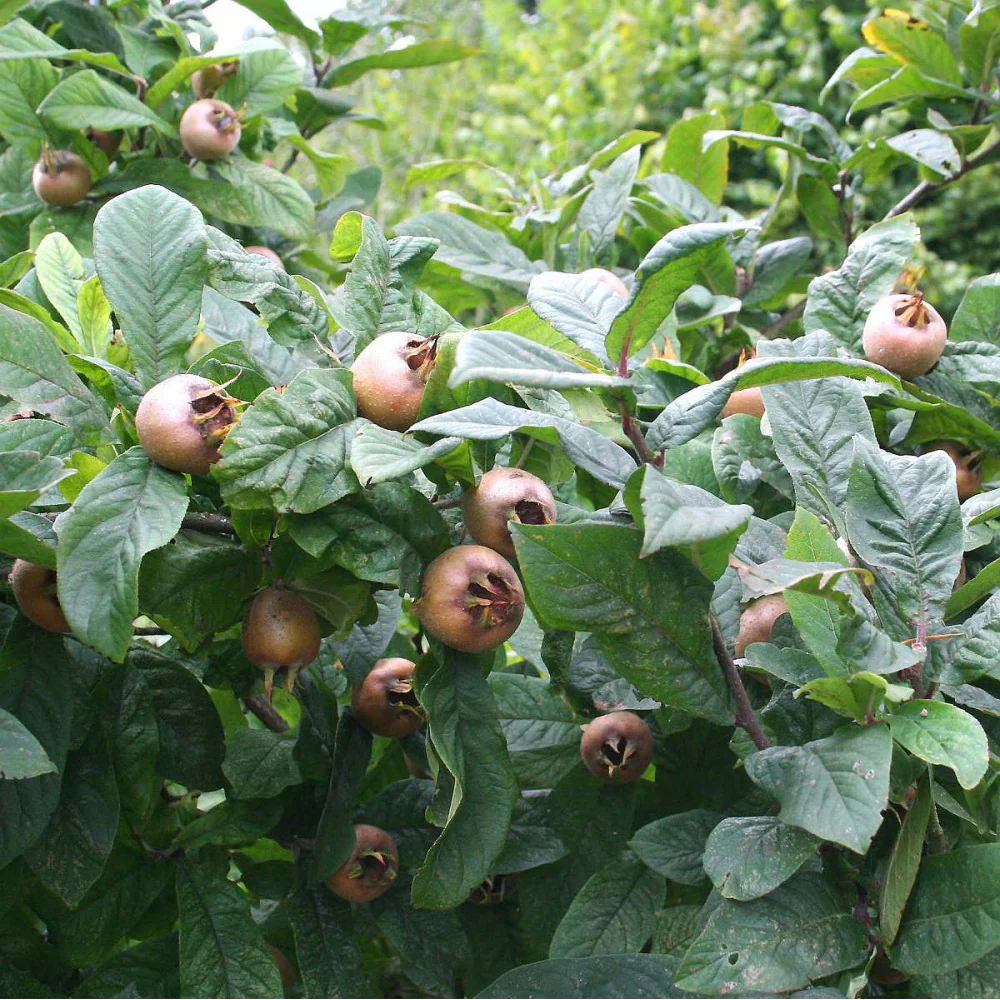 Medlar (Mespilus germanica) – Seeds - Image 4
