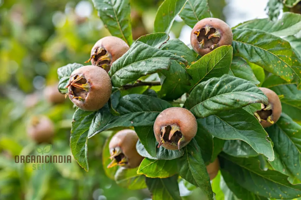 Medlar Seeds for Your Flourishing Garden: Plant & Grow with Confidence - Image 3