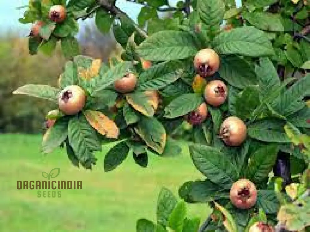 Medlar Seeds for Your Flourishing Garden: Plant & Grow with Confidence - Image 4