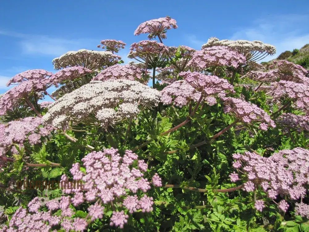 Melanoselinum Decipiens Seeds for Planting, Premium Quality Seeds for Stunning Gardening