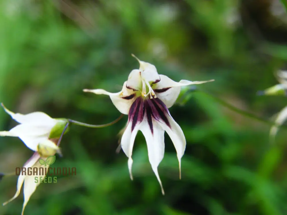 Melasphaerula Ramosa Seeds for Planting, Vibrant, Exotic Blooms in Your Garden