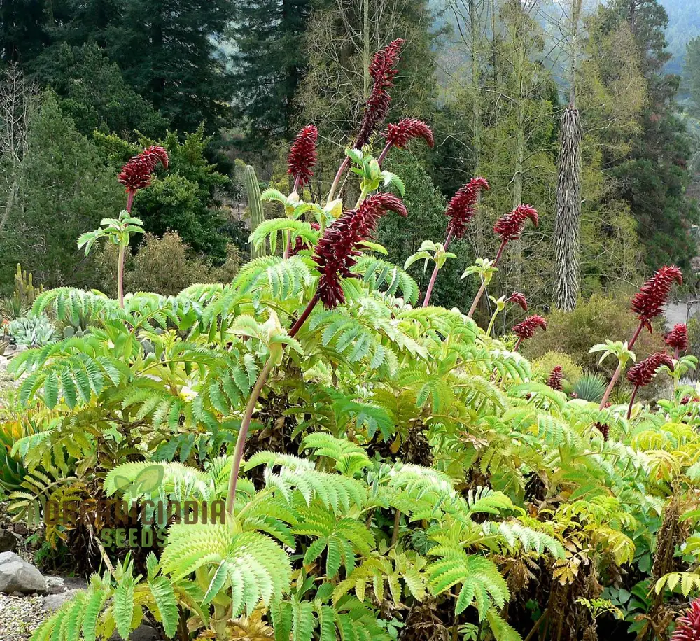Melianthus Villosus Seeds for Planting, Rare and Exotic Gardening Seeds for Unique Garden