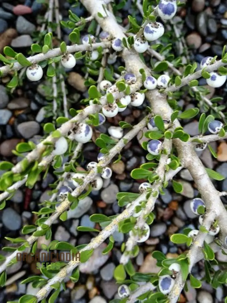 Melicytus Alpinus Seeds for Planting, Rare Alpine Garden Seeds for Enthusiastic Gardeners