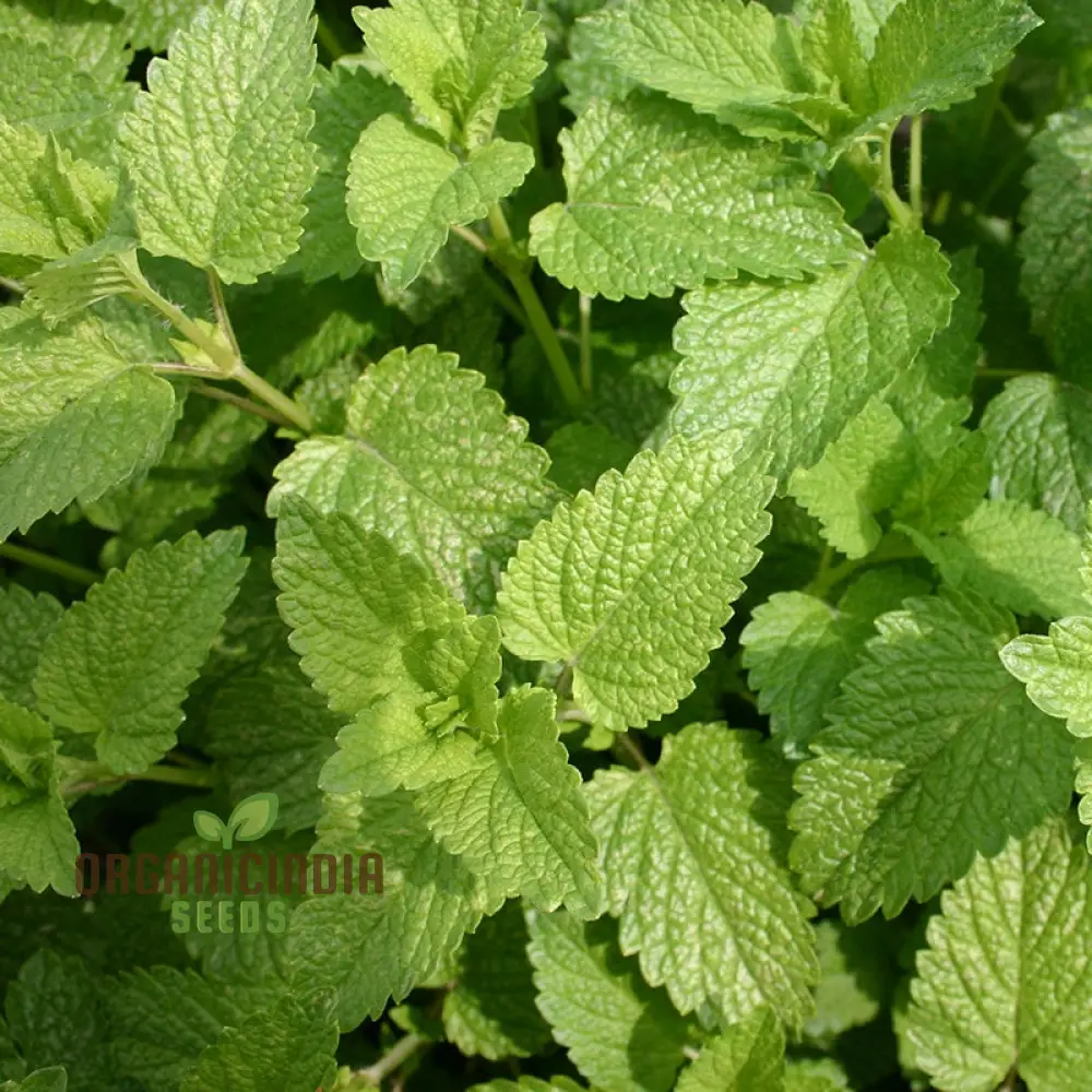 Melissa Officinalis Seeds for Planting, High-Quality Lemon Balm Seeds for Gardening