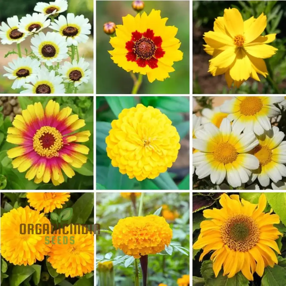 Mellow Yellow Mix Flower Seeds For Planting for a Stunning Garden Display