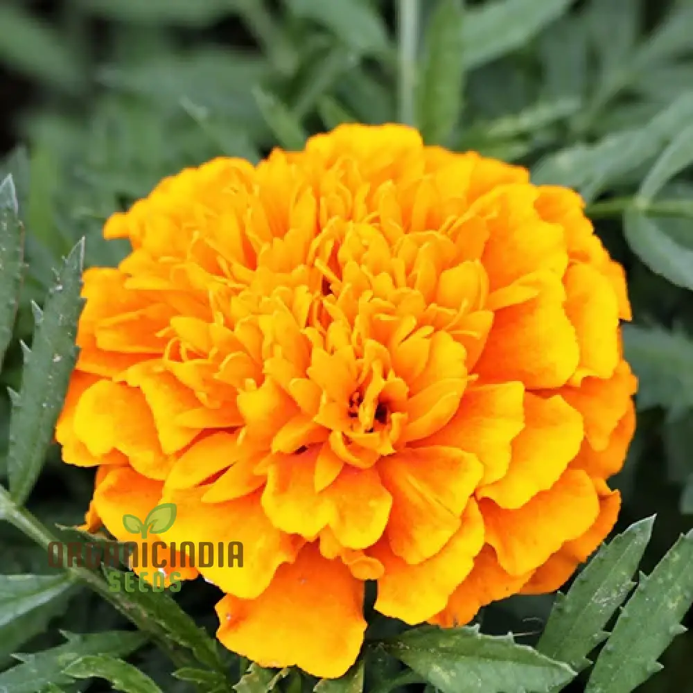 Mellow Yellow Mix Flower Seeds For Planting for a Stunning Garden Display - Image 3