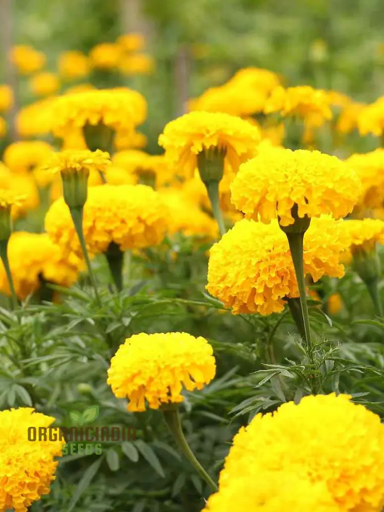 Mellow Yellow Mix Flower Seeds For Planting for a Stunning Garden Display - Image 4