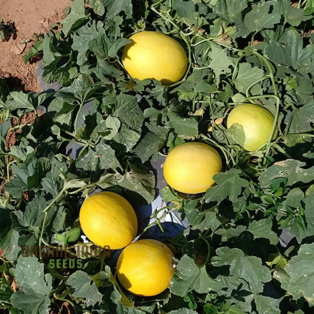 Melon Budgie Seeds for Your Garden Elevate Your Gardening Experience with Fresh, Homegrown Fruits Straight from Your Soil to Your Plate