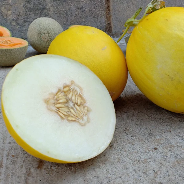 Melon Budgie Seeds for Your Garden Elevate Your Gardening Experience with Fresh, Homegrown Fruits Straight from Your Soil to Your Plate - Image 4