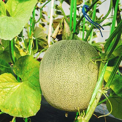 Melon Emir F1 AGM Seeds, High-Quality Fruit Seeds for Planting Delicious Melons in Your Garden