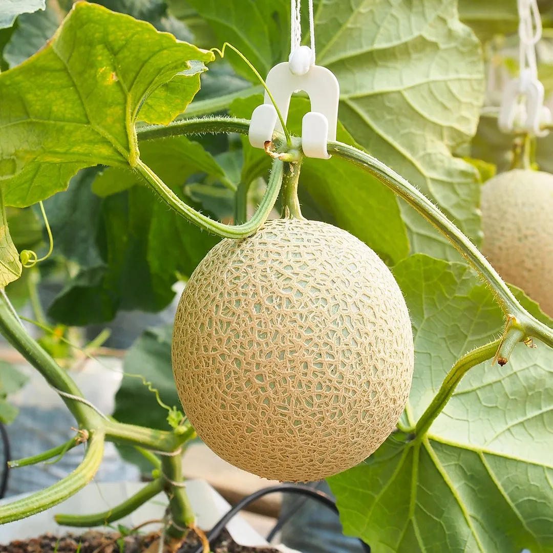 Melon Emir F1 AGM Seeds, High-Quality Fruit Seeds for Planting Delicious Melons in Your Garden - Image 4