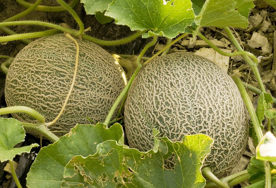 Melon Emir F1 AGM Seeds, High-Quality Fruit Seeds for Planting Delicious Melons in Your Garden - Image 6