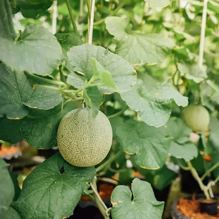 Melon Emir F1 AGM Seeds, High-Quality Fruit Seeds for Planting Delicious Melons in Your Garden - Image 7
