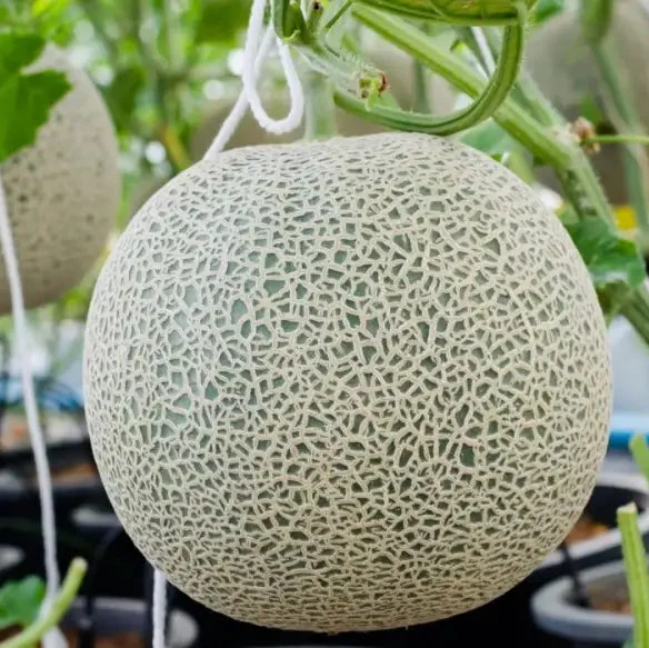 Melon Honeydew Seeds for Your Bountiful Garden: Grow Fresh with Confidence