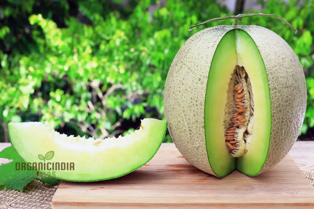 Melon Honeydew Seeds for Your Bountiful Garden: Grow Fresh with Confidence - Image 3