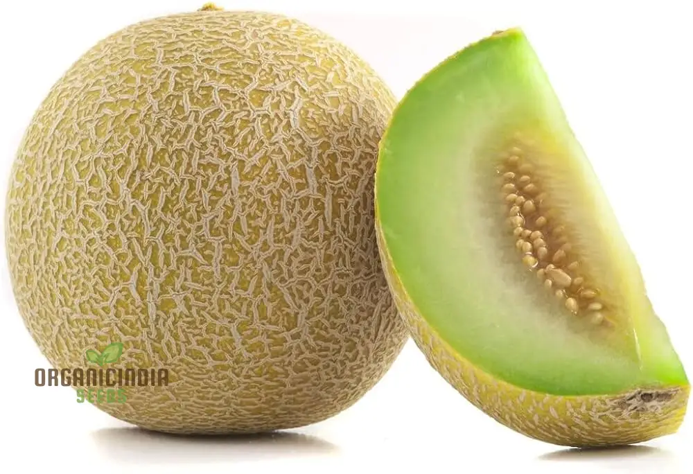 Melon Honeydew Seeds for Your Bountiful Garden: Grow Fresh with Confidence - Image 4