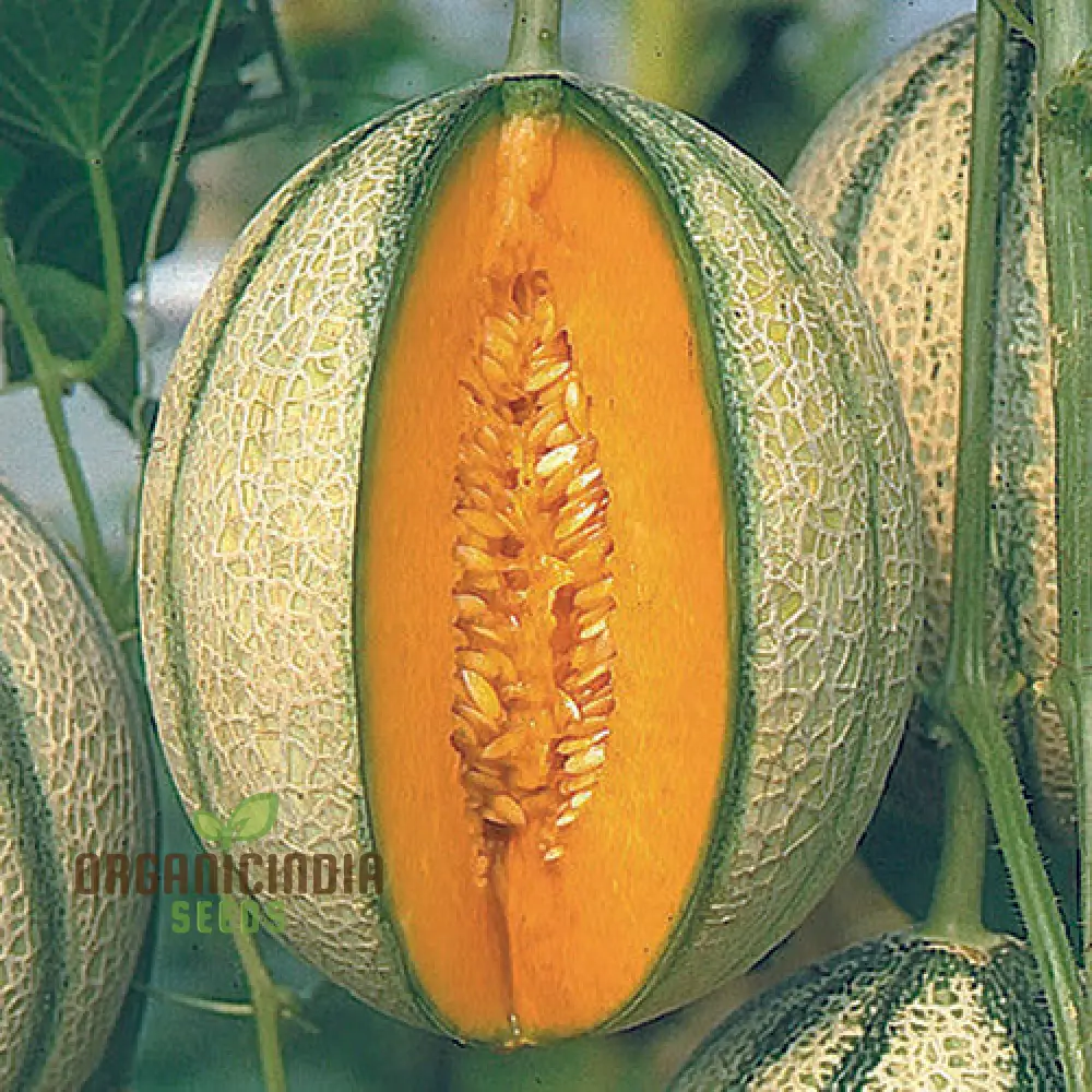 MELON PEPITO F1 Seeds for Your Vibrant Garden: Grow Fresh Melons with Ease