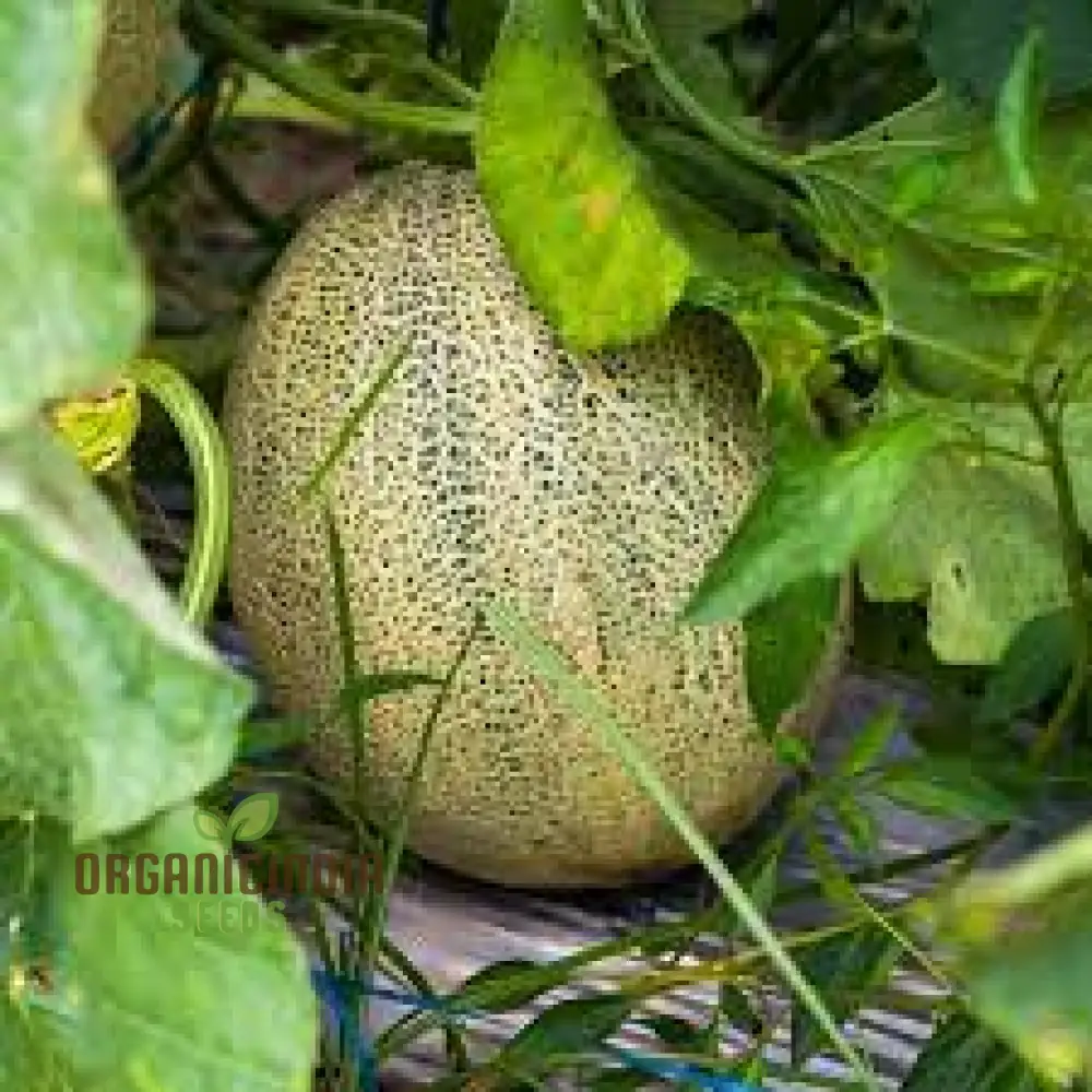 MELON PEPITO F1 Seeds for Your Vibrant Garden: Grow Fresh Melons with Ease - Image 3