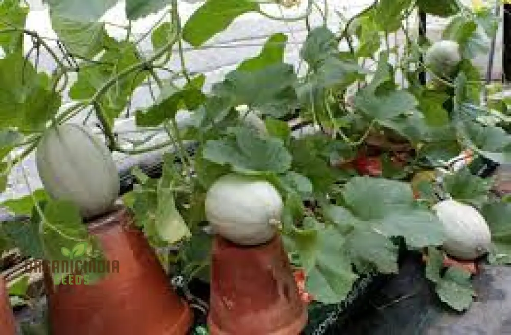MELON PEPITO F1 Seeds for Your Vibrant Garden: Grow Fresh Melons with Ease - Image 4