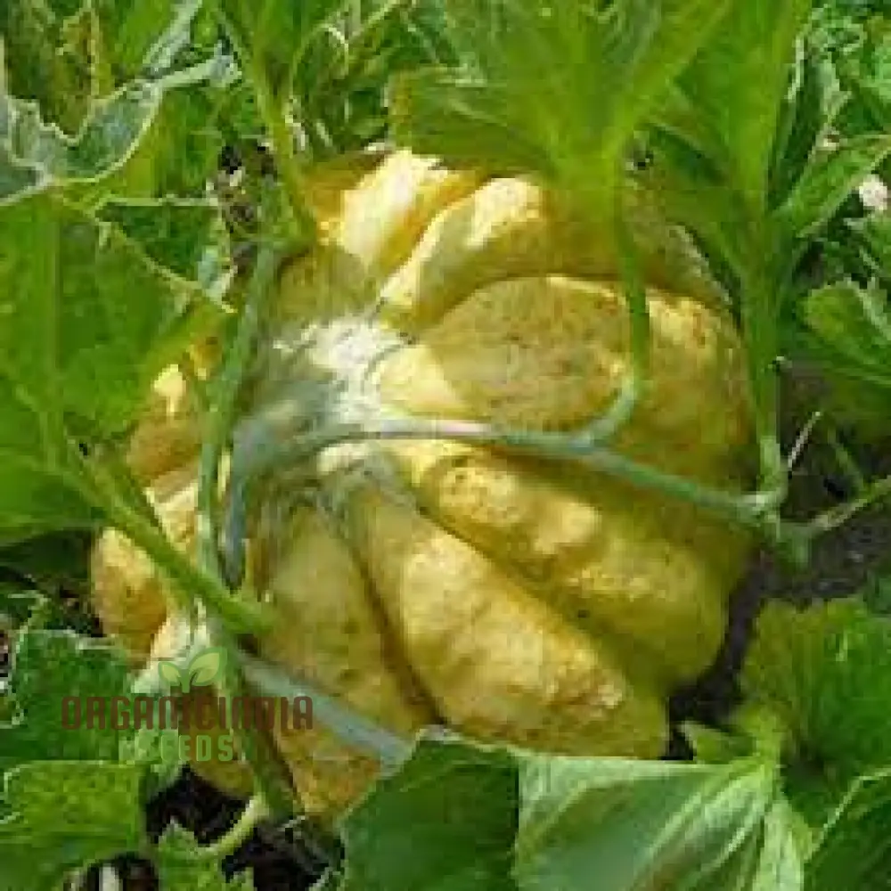 Melon Prescott Fond Blanc For Planting: Exquisite Gardening Delight for Your Green Oasis. - Image 4