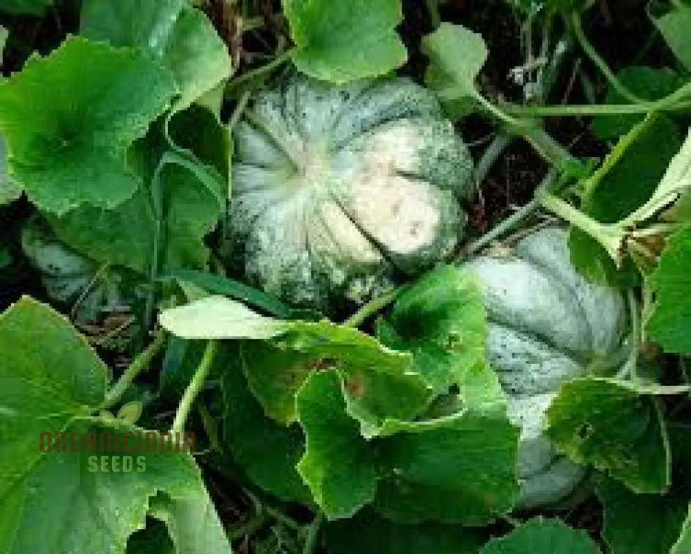 Melon Prescott Fond Blanc For Planting: Exquisite Gardening Delight for Your Green Oasis. - Image 5