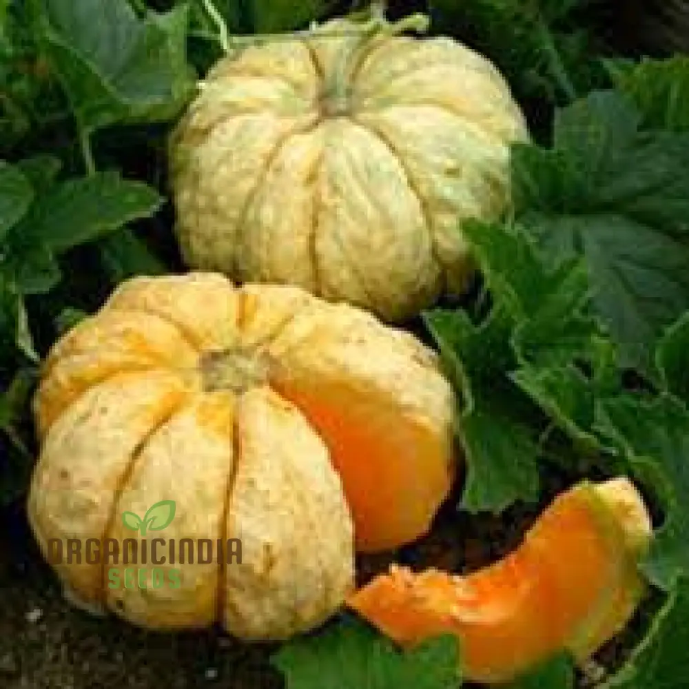 Melon Prescott Fond Blanc For Planting: Exquisite Gardening Delight for Your Green Oasis. - Image 6