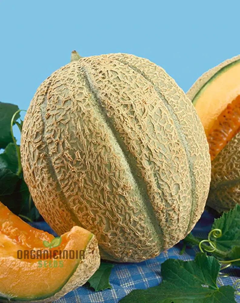 Melon Schoon's Hard Shell Seeds: Your Go-To for Exceptional Gardening Success - Image 3