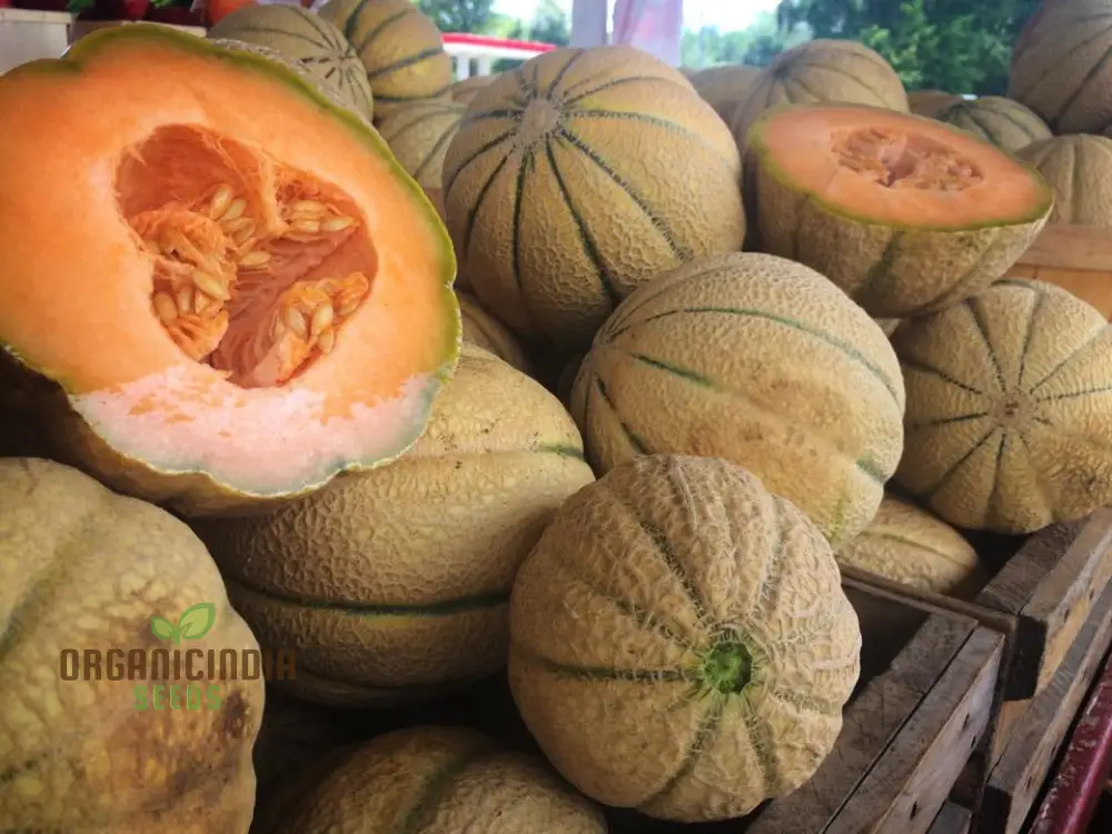 Melon Schoon's Hard Shell Seeds: Your Go-To for Exceptional Gardening Success - Image 4