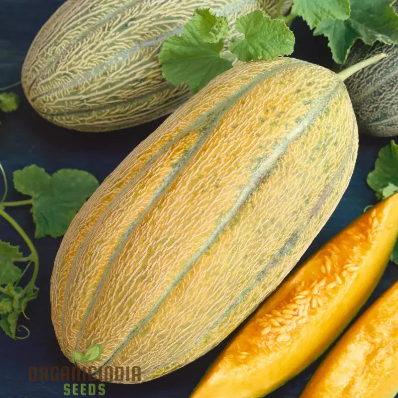 Melon Seeds - Banana Variety for Planting in Your Garden