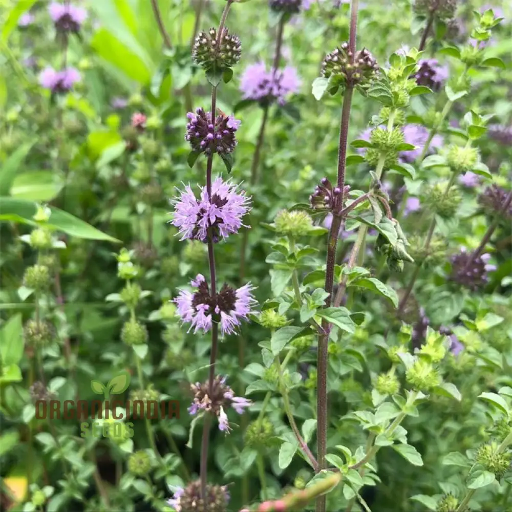 Mentha pulegium Seeds for Aromatic Gardening Enthusiasts | Buy Organic Seeds