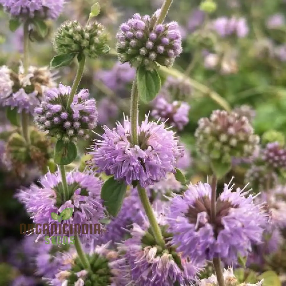 Mentha pulegium Seeds for Aromatic Gardening Enthusiasts | Buy Organic Seeds - Image 2